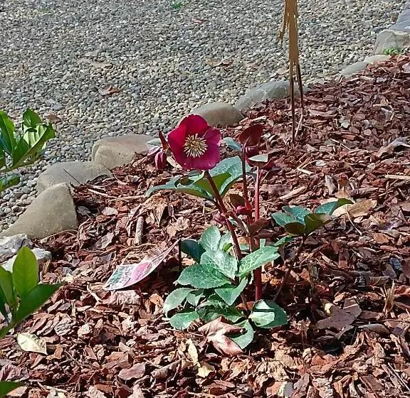 Buffalo Motel And Country Retreat