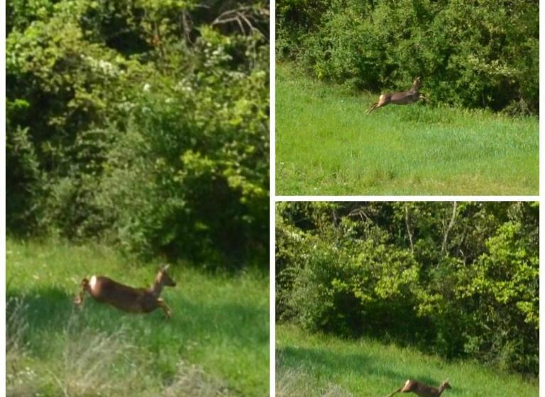 בית מלון כפרי Podere Dei Maddii