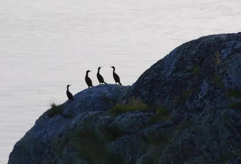Kaikanten Rorbuer   Røst
