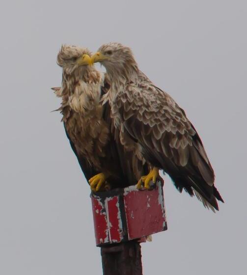 Kaikanten Rorbuer   Røst