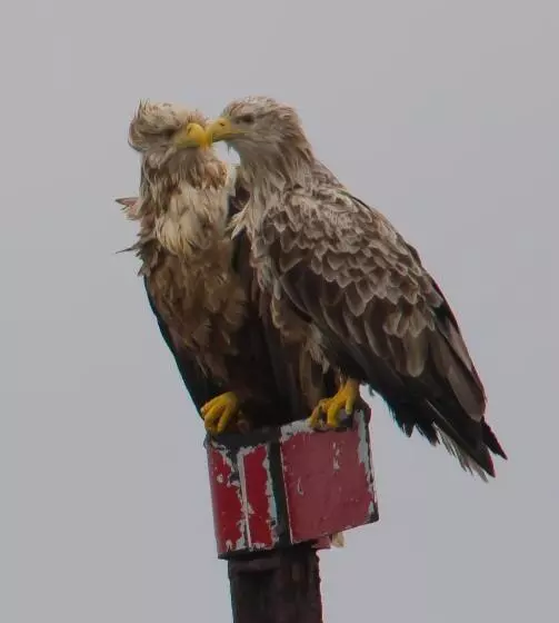 Kaikanten Rorbuer   Røst