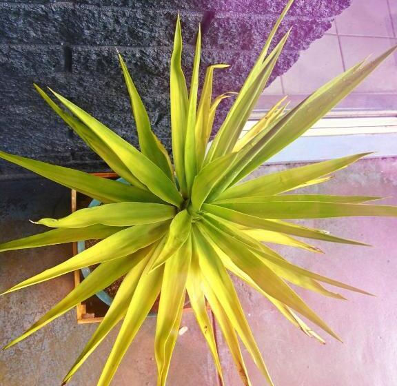 Siesta Central Apartments