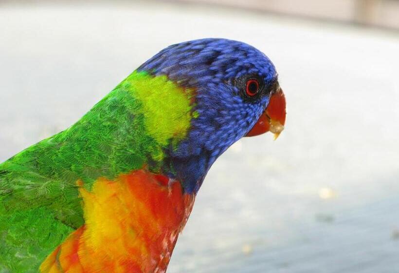 Baywatch Apartments Merimbula