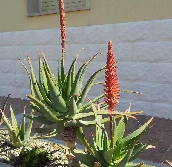 Hotelli Giardino