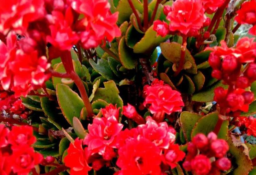 Pension (Hôtel basse catégorie) Pousada Amor Perfeito