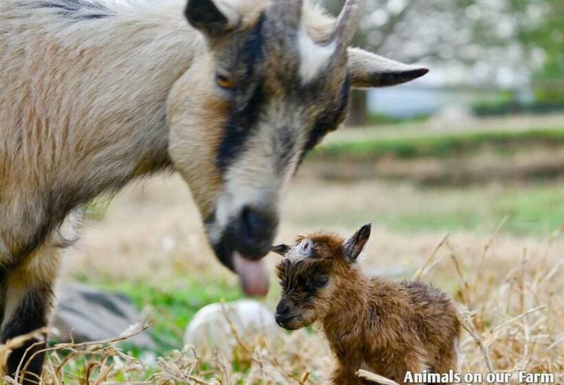 בית מלון כפרי Ardmore Guest Farm