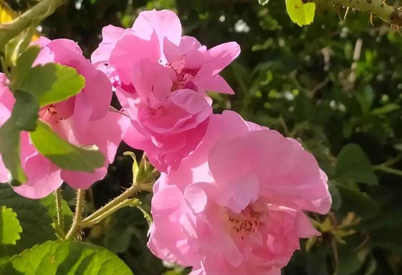 فندق Les Jardins Du M Goun