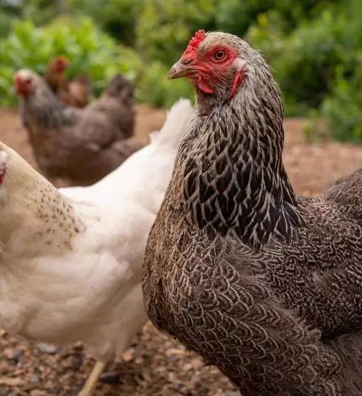 Aamiaismajoitus (B&B) Owl's Nest Suites