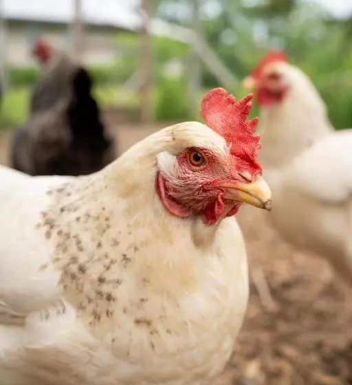 Aamiaismajoitus (B&B) Owl's Nest Suites