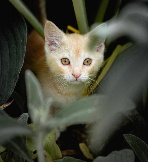 Bed and Breakfast Owl's Nest Suites