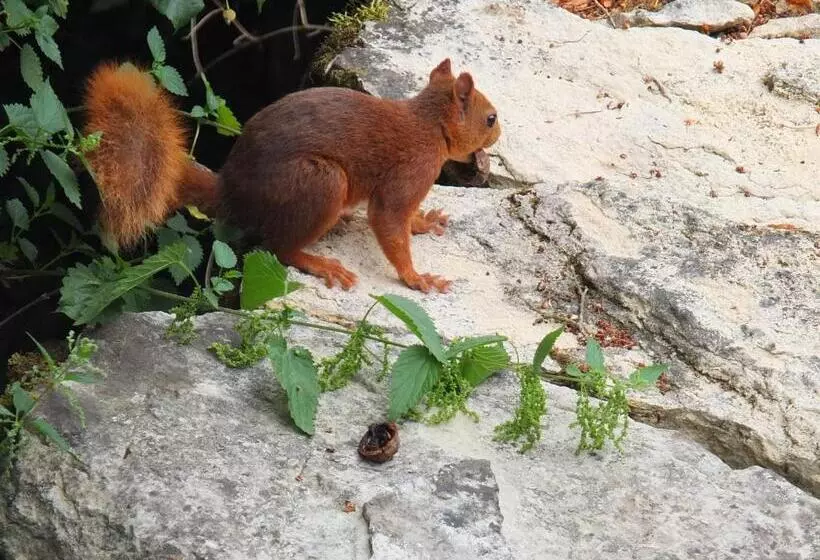ペンション Gîte Et Chambres D Hôtes   Sur Le Chemin Des Sens