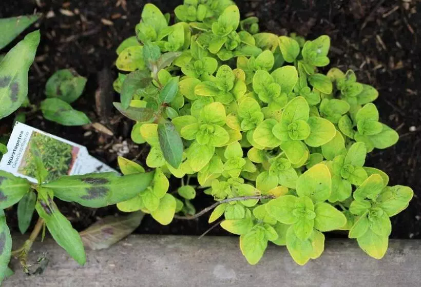 Majatalo Gasthaus Hofmann