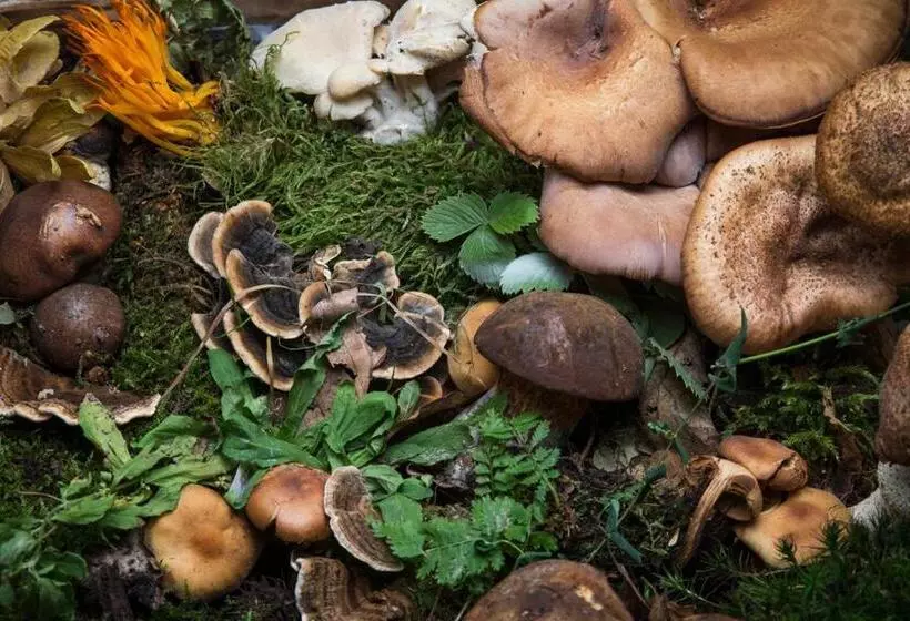 Majatalo Gasthaus Hofmann