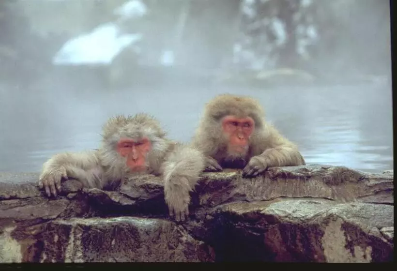 Retkeilymaja Guest House Kura