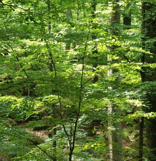 ベッドアンドブレックファースト Room In Ekestad