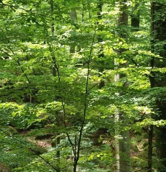 ベッドアンドブレックファースト Room In Ekestad