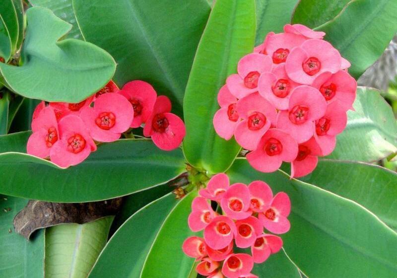 Memoria Palace & Resort