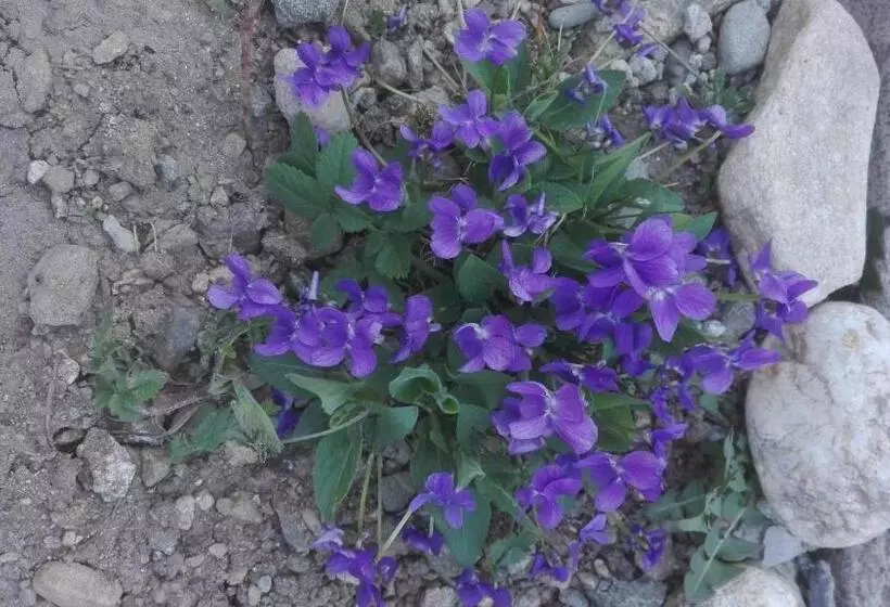 Pensiune Marginimea Sibiului