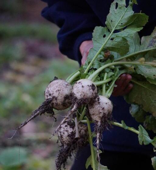 ריוקאן Shiroyamakan