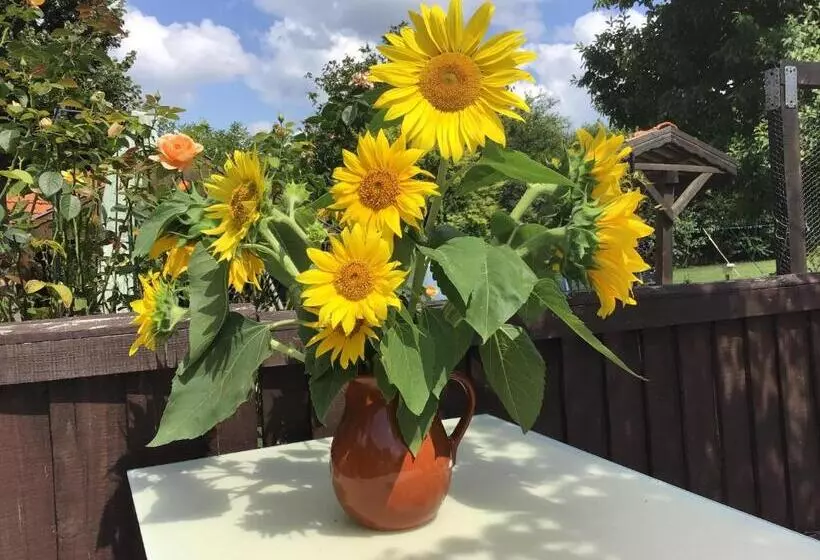 هتل Sunflower Guest House Bulgaria