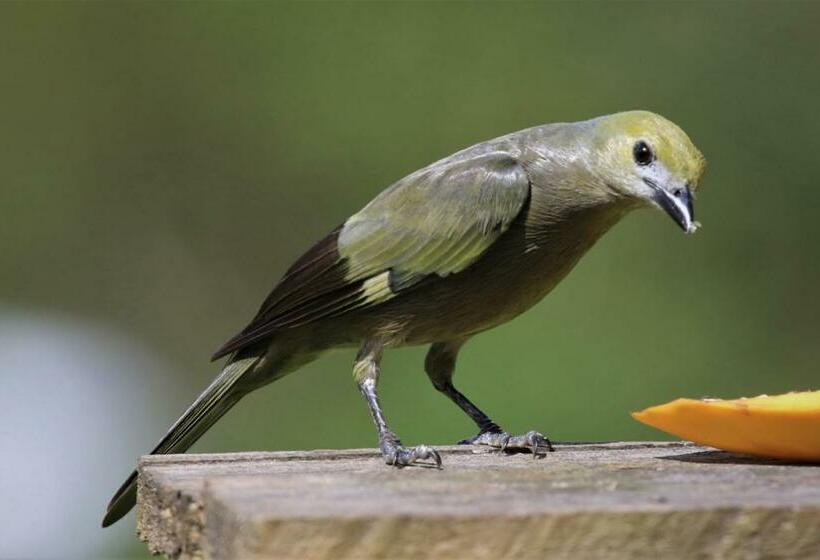 بنسيون San Julio Campestre