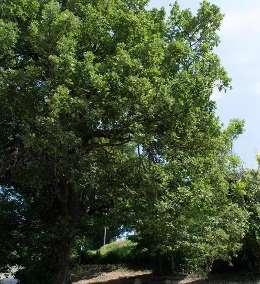 B&b Le Quattro Civette