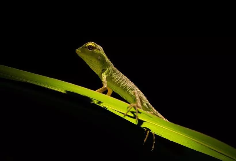 Hotelli Sinharaja Forest Gate