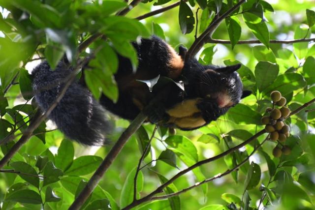 Hotel Sinharaja Forest Gate