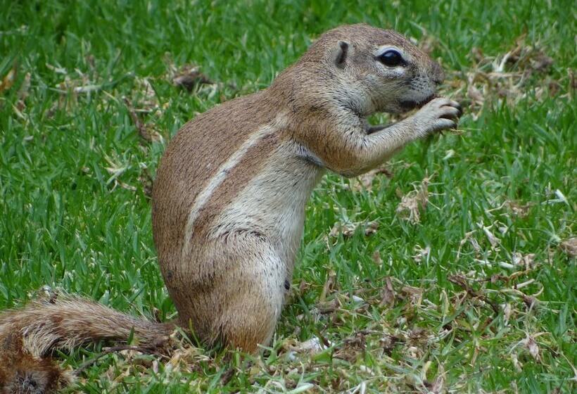 Eden Self Catering Chalets