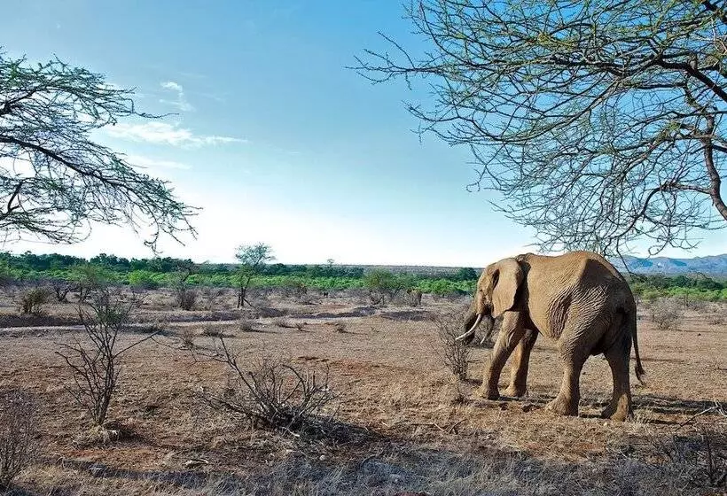 هتل Samburu Intrepids Tented Camp