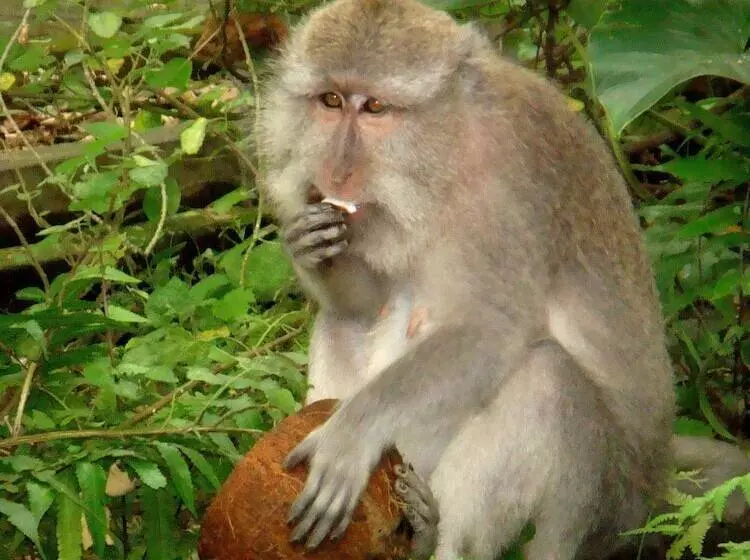 ホテル Kebun Indah Ubud