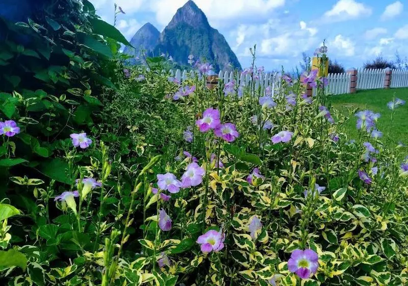 هتل La Haut Resort