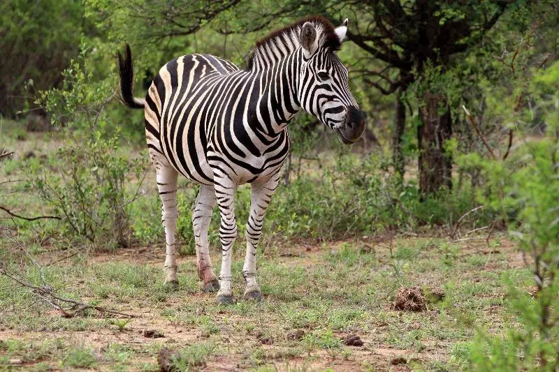 ホテル Umlani Bushcamp   Lodge