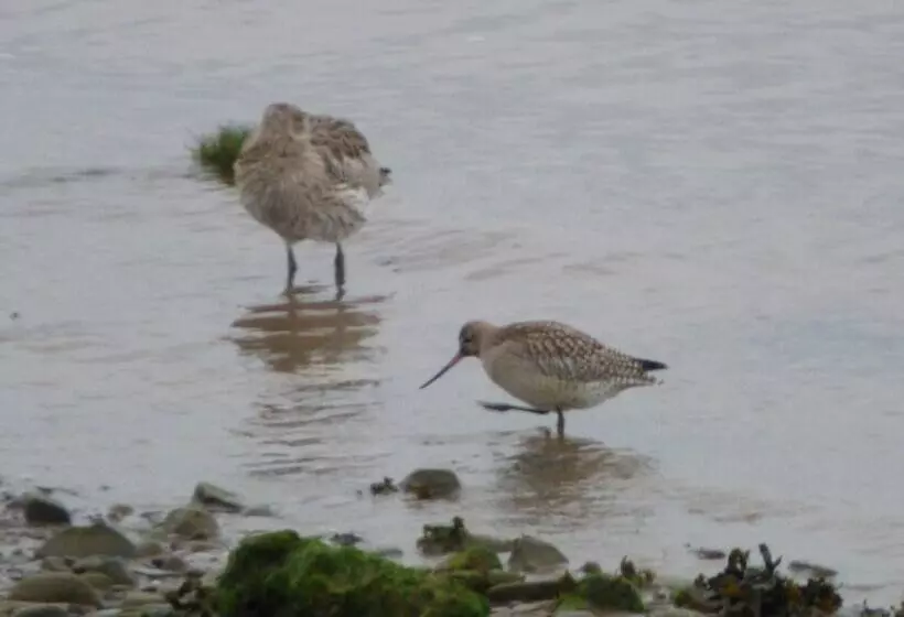 Aamiaismajoitus (B&B) The Waterside Rooms