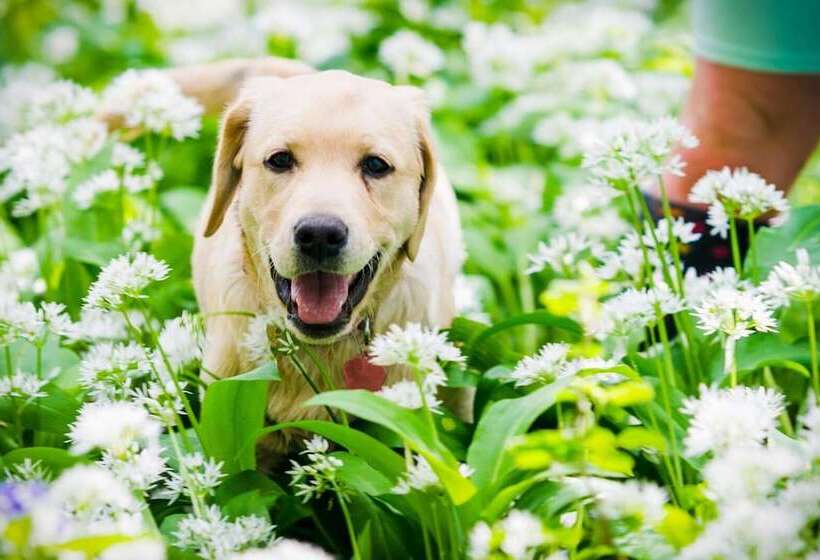 Rowley Farm Holidays