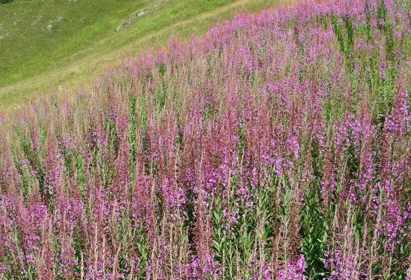 Villetta Val Di Sole