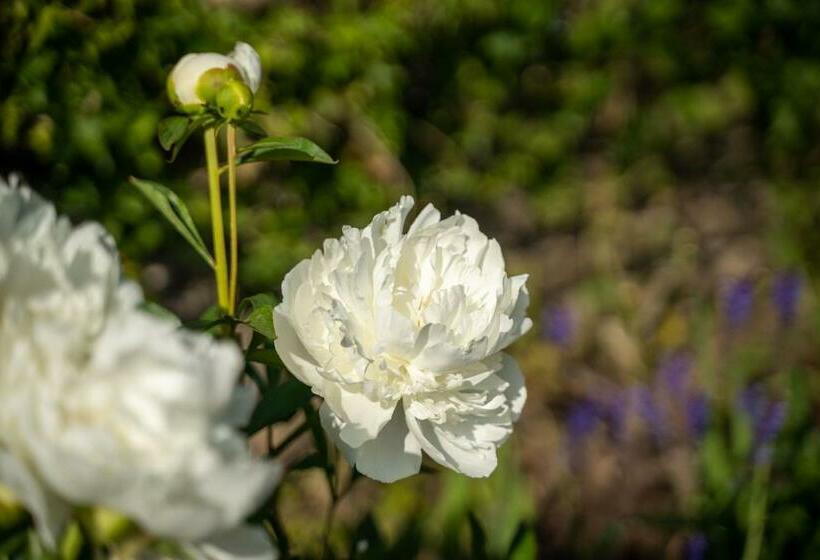 住宿加早餐  Rising Sun Pub, Restaurant And Rooms