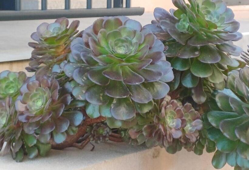 Hotell Hôtel Casa Mea