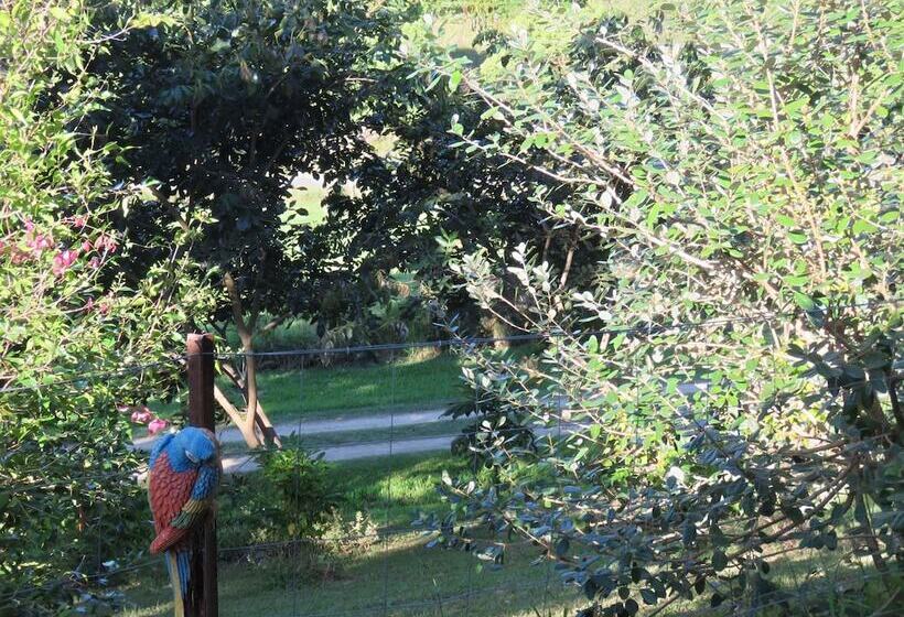 Fig Tree Retro Studio