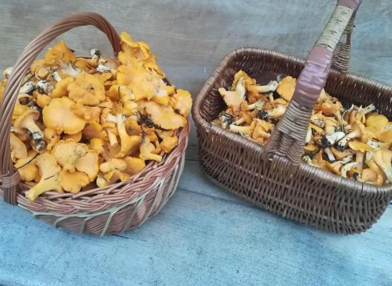 Hotel Ferienhof Unterkotgraben