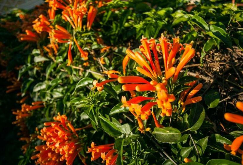 هتل Tsara Guest House