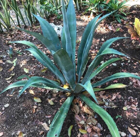 مبيت وإفطار Verdeamar Eco Lodge Jungle Retreat