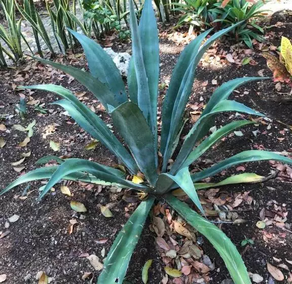 تختخواب و صبحانه Verdeamar Eco Lodge Jungle Retreat