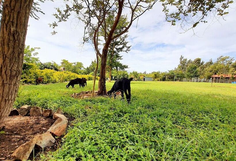 Resort Avadale Masinagudi   Stag Groups Not Allowed