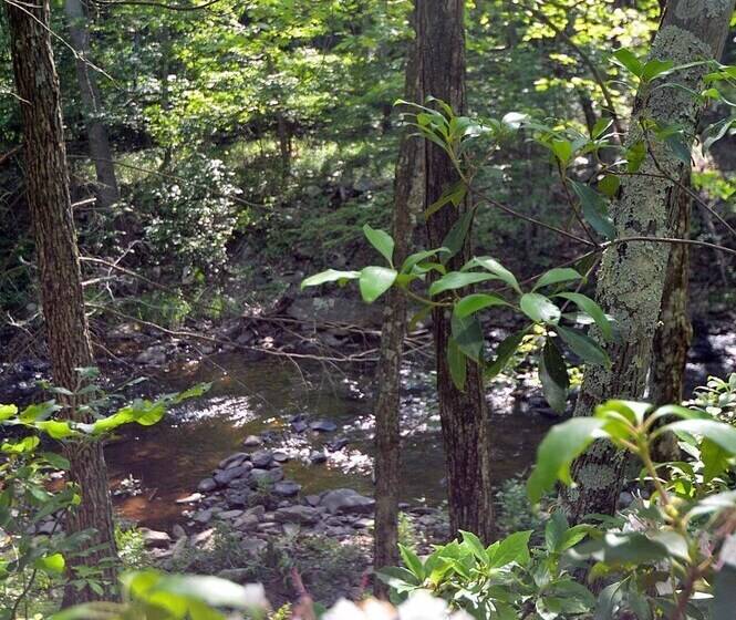 Rosies Creekside Retreat   3 Br Escape!