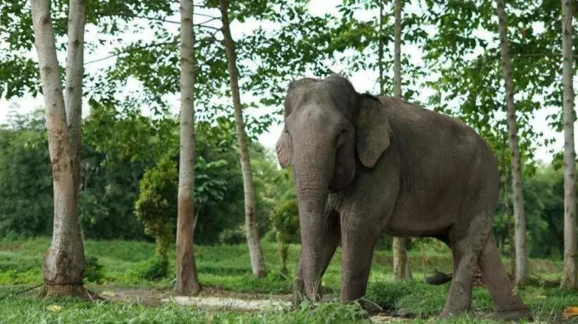 Hotelli Wisma Asiatique Pekanbaru