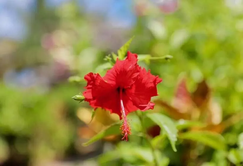 Hotelli Tai Roto Bay