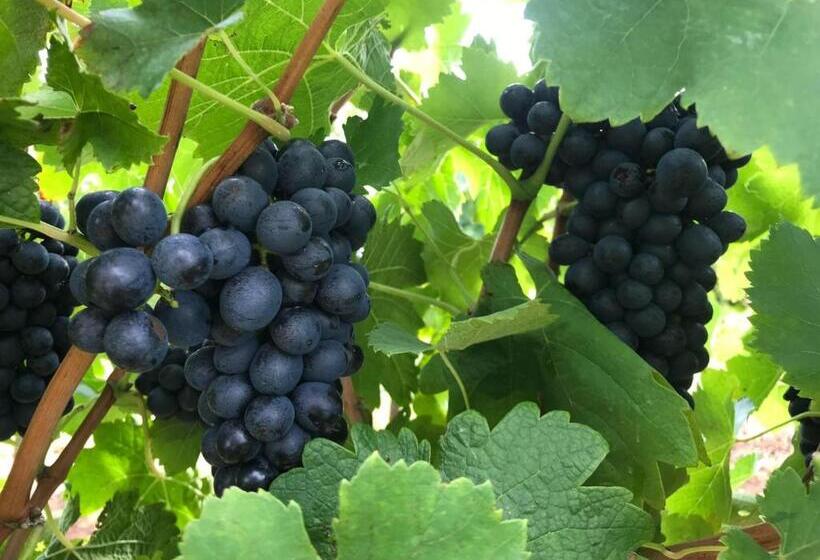 ホテル Kinloch Cottage Renovated To New On Daisy Hill Vineyard