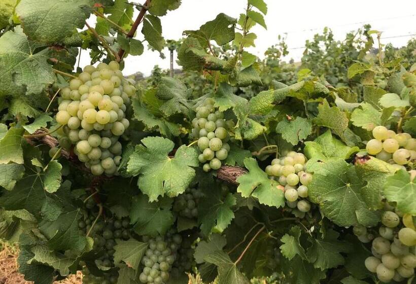 ホテル Kinloch Cottage Renovated To New On Daisy Hill Vineyard