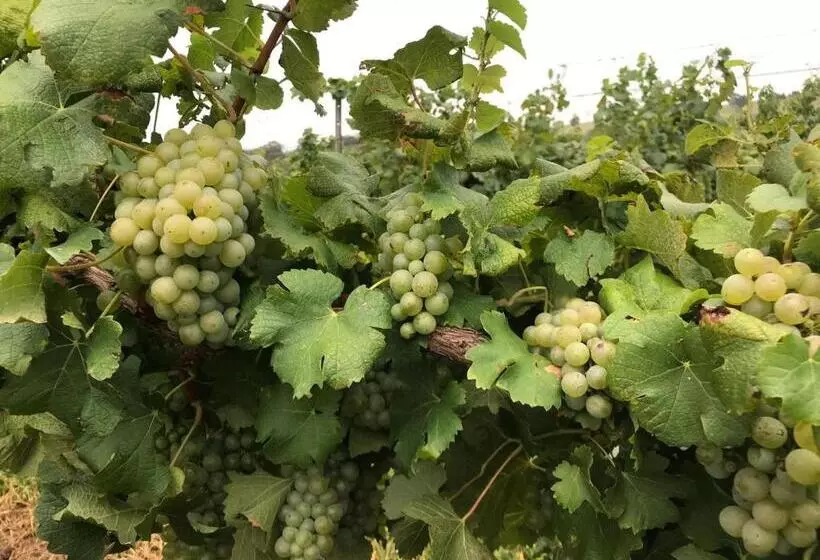 ホテル Kinloch Cottage Renovated To New On Daisy Hill Vineyard